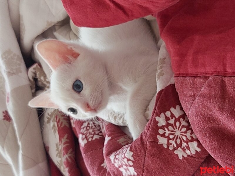 Van Kedisi, Kedi  Luna fotoğrafı