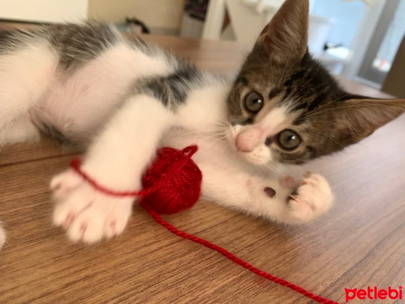 Tekir Kedi, Kedi  Boncuk fotoğrafı