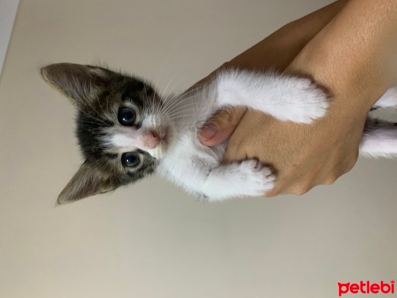 Tekir Kedi, Kedi  Boncuk fotoğrafı