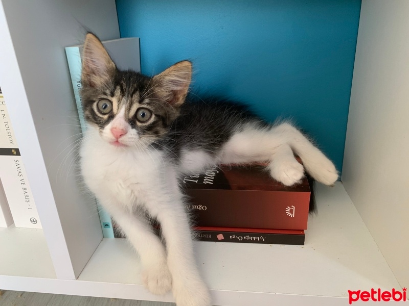 Tekir Kedi, Kedi  Boncuk fotoğrafı