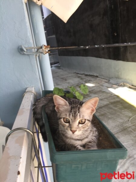 Tekir Kedi, Kedi  Gümüş fotoğrafı