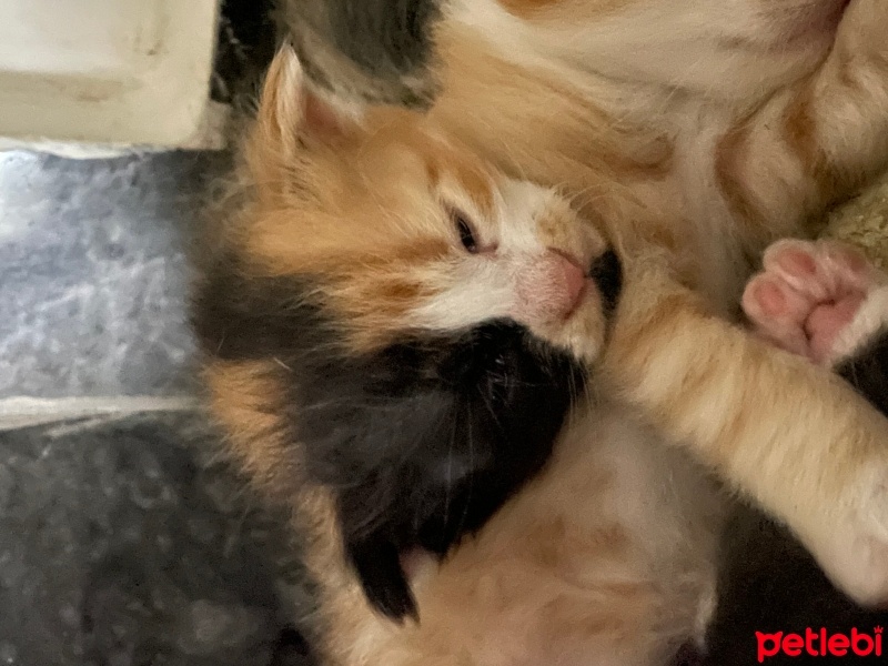 Tekir Kedi, Kedi  Kumsal fotoğrafı