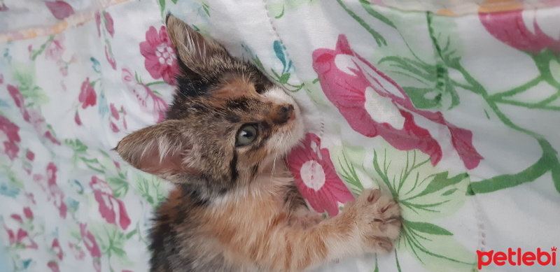 Tekir Kedi, Kedi  Şanslı fotoğrafı