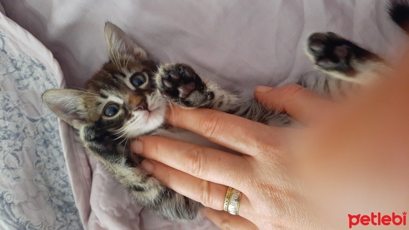 Tekir Kedi, Kedi  Aşk fotoğrafı