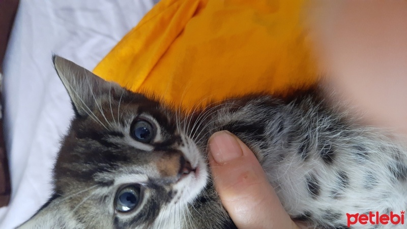 Tekir Kedi, Kedi  Aşk fotoğrafı