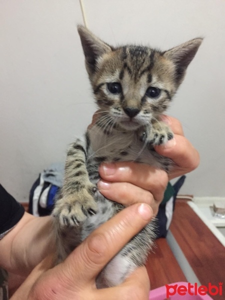 Tekir Kedi, Kedi  Şanslı fotoğrafı