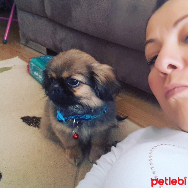 Pekingese, Köpek  cookie fotoğrafı