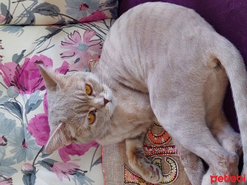 British Shorthair, Kedi  Badem fotoğrafı