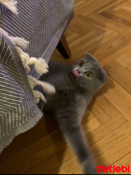 Scottish Fold, Kedi  Mişka fotoğrafı