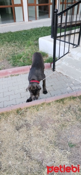 Cane Corso Italiano, Köpek  Vakkas fotoğrafı