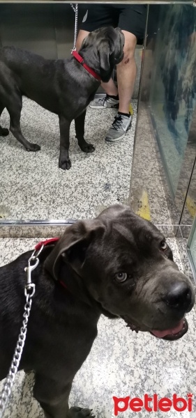 Cane Corso Italiano, Köpek  Vakkas fotoğrafı