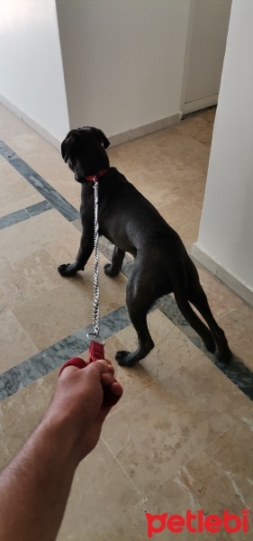Cane Corso Italiano, Köpek  Vakkas fotoğrafı