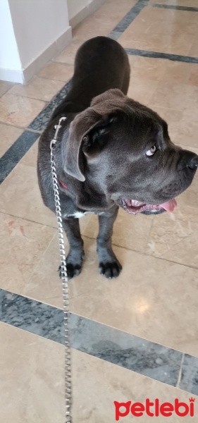 Cane Corso Italiano, Köpek  Vakkas fotoğrafı