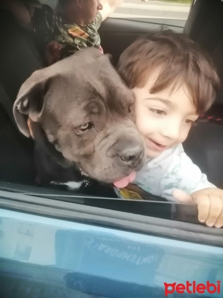 Cane Corso Italiano, Köpek  Vakkas fotoğrafı