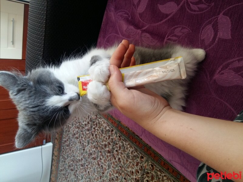 Maine Coon, Kedi  Pamuk fotoğrafı