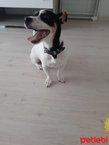 Jack Russell Terrier, Köpek  Alex fotoğrafı