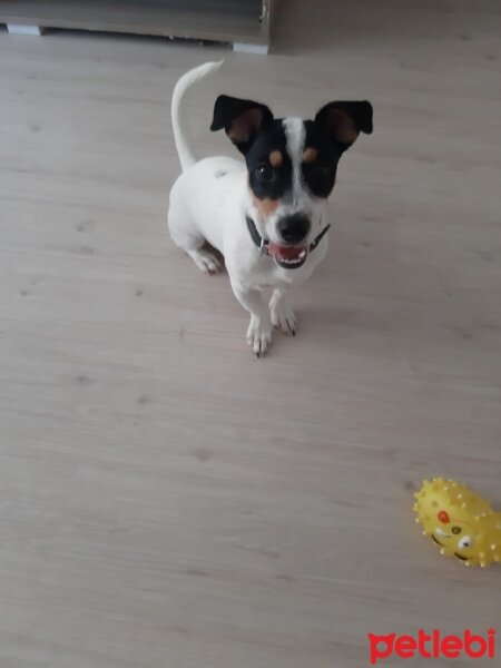 Jack Russell Terrier, Köpek  Alex fotoğrafı