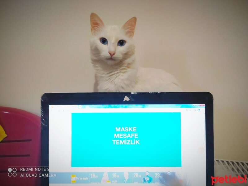 Ankara Kedisi, Kedi  KADİFE fotoğrafı