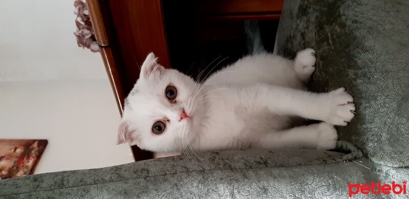 Scottish Fold, Kedi  Olaf fotoğrafı