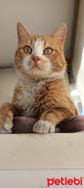 Sarman, Kedi  Müezza Namıdiğer Sarı Gelin fotoğrafı