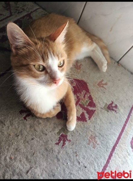 Sarman, Kedi  Müezza Namıdiğer Sarı Gelin fotoğrafı