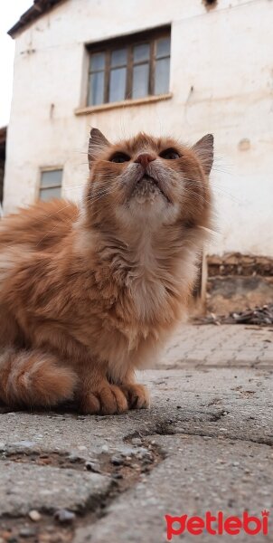 Muhabbet Kuşu, Kuş  Limon fotoğrafı