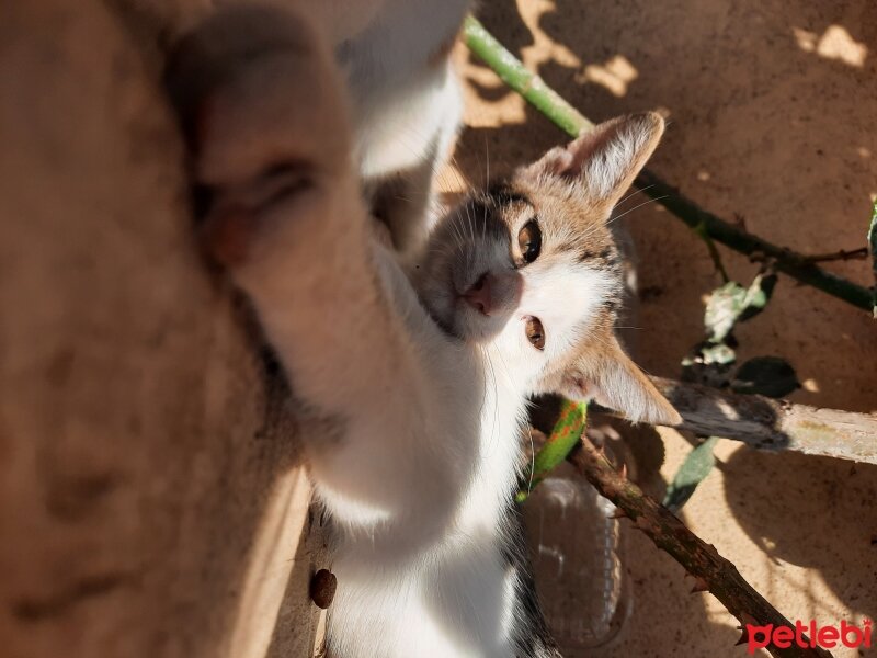 Muhabbet Kuşu, Kuş  Limon fotoğrafı