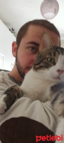 Tekir Kedi, Kedi  Korişşş fotoğrafı