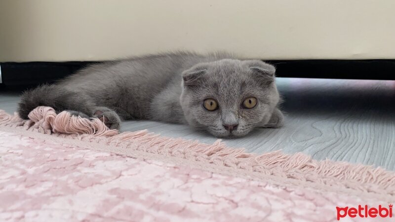 Scottish Fold, Kedi  Maya fotoğrafı