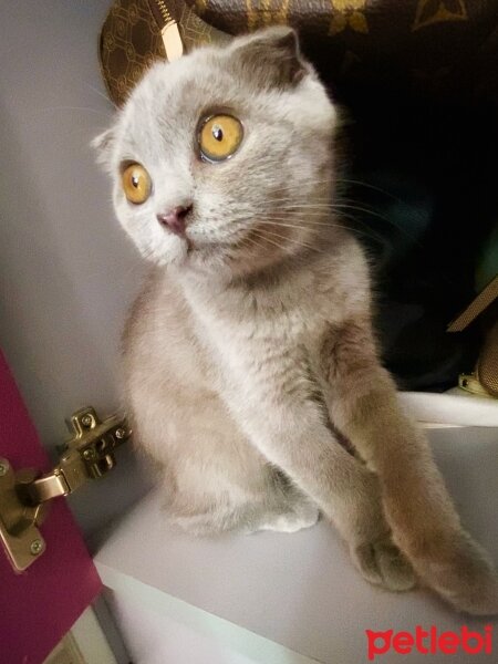 Scottish Fold, Kedi  Maya fotoğrafı