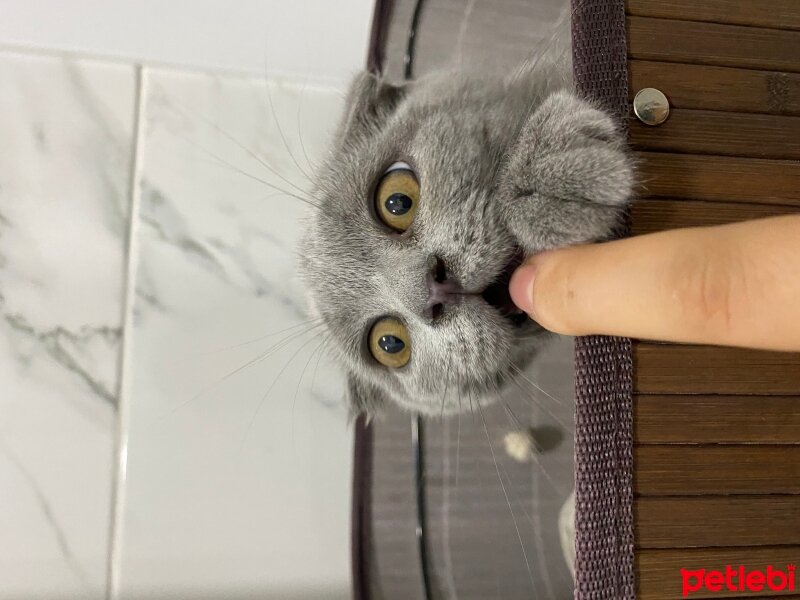 Scottish Fold, Kedi  Maya fotoğrafı