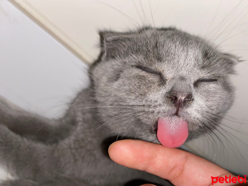 Scottish Fold, Kedi  Maya fotoğrafı