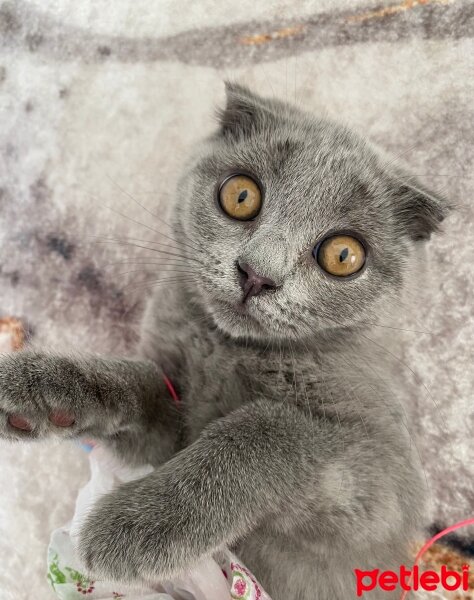 Scottish Fold, Kedi  Maya fotoğrafı