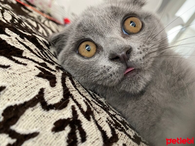 Scottish Fold, Kedi  Maya fotoğrafı