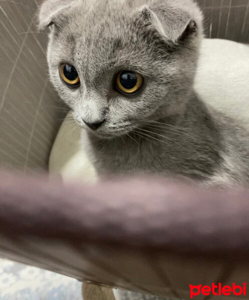 Scottish Fold, Kedi  Maya fotoğrafı