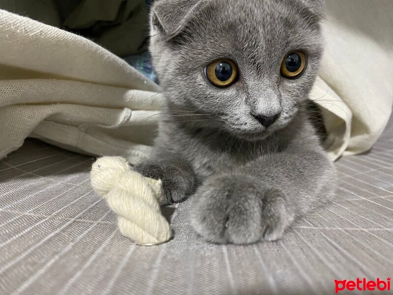 Scottish Fold, Kedi  Maya fotoğrafı