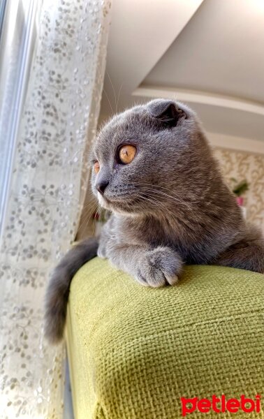 Scottish Fold, Kedi  Maya fotoğrafı