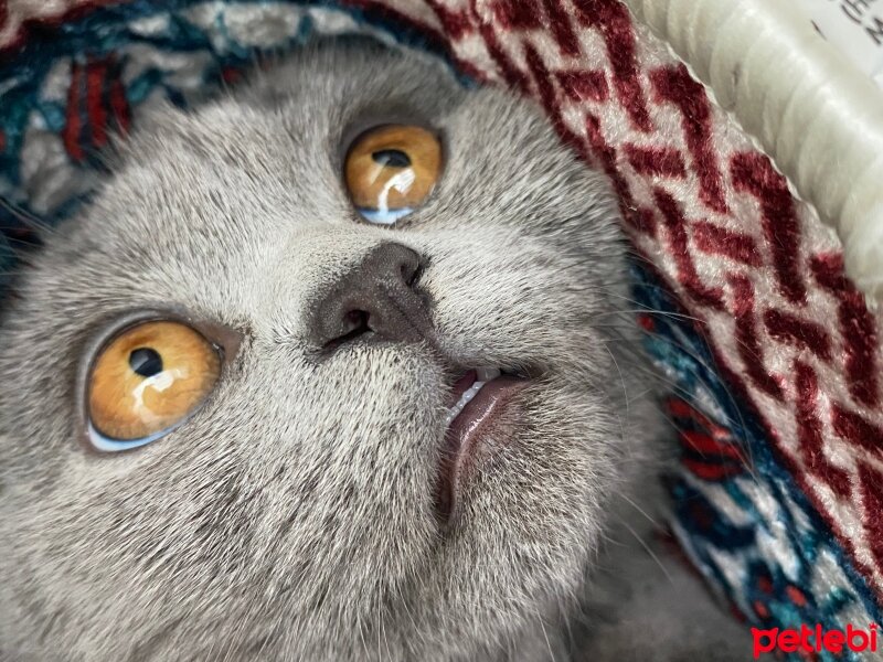 Scottish Fold, Kedi  Maya fotoğrafı