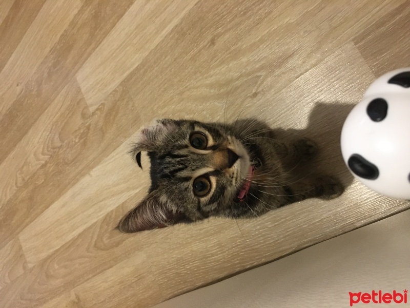 Tekir Kedi, Kedi  turşu fotoğrafı
