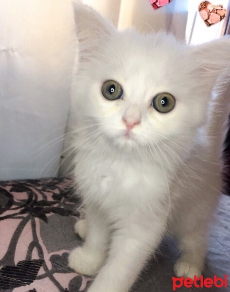 British Shorthair, Kedi  yaman fotoğrafı