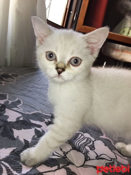 British Shorthair, Kedi  yaman fotoğrafı