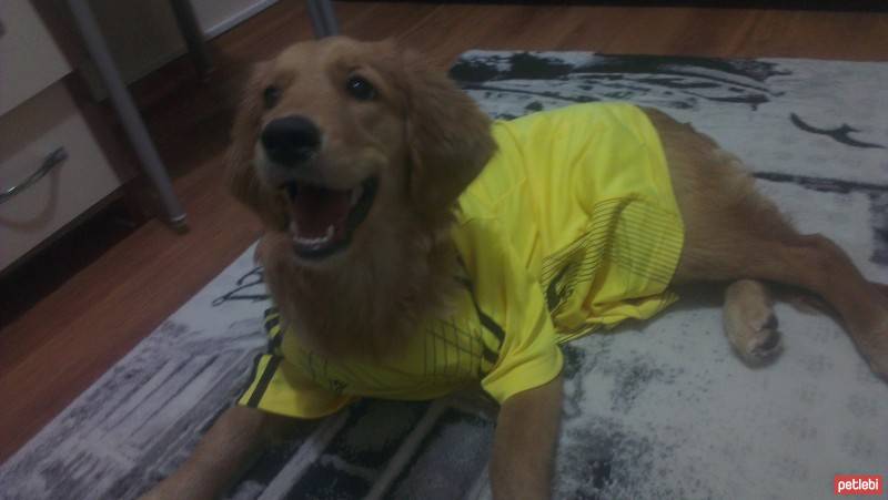 Golden Retriever, Köpek  linda fotoğrafı