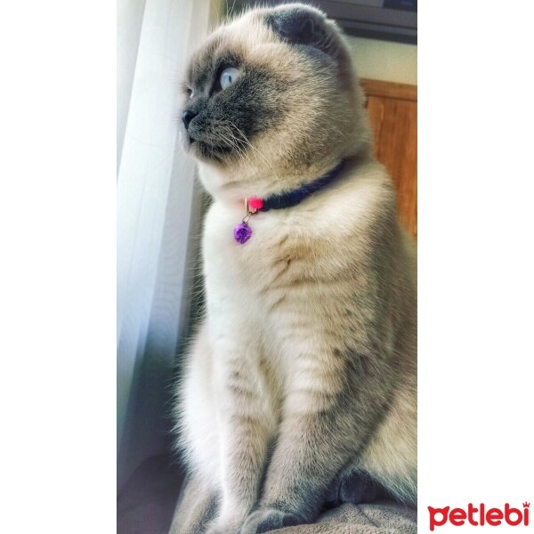 Scottish Fold, Kedi  Çakıl fotoğrafı