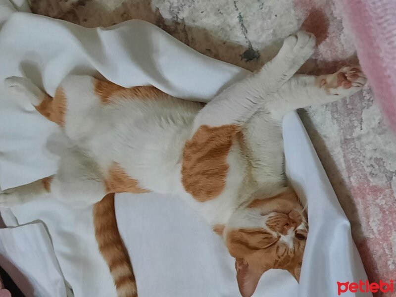 Tekir Kedi, Kedi  Pamuk fotoğrafı