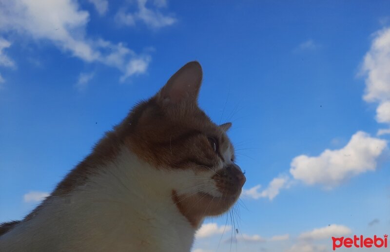 Tekir Kedi, Kedi  Pamuk fotoğrafı