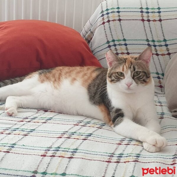 Tekir Kedi, Kedi  Çakıl fotoğrafı