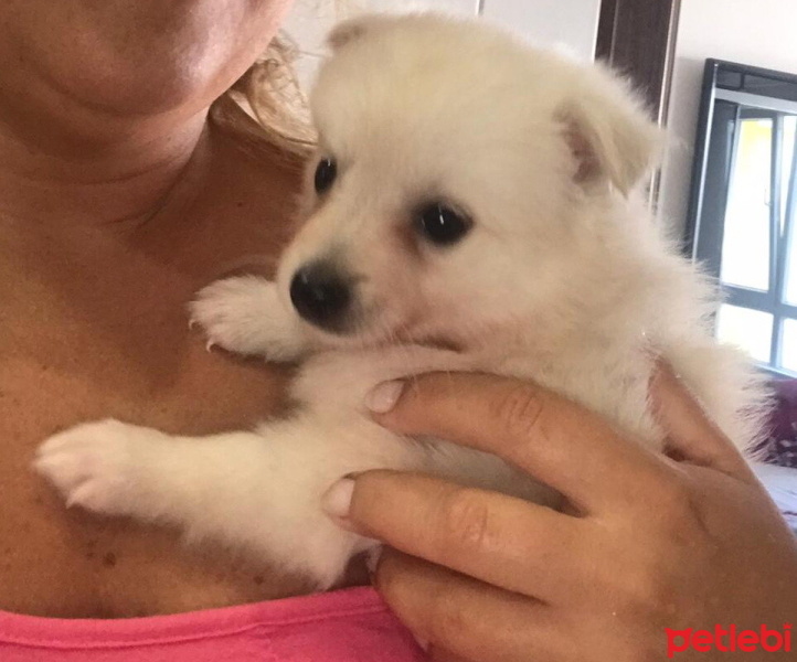 Pomeranyalı, Köpek  Gofret fotoğrafı
