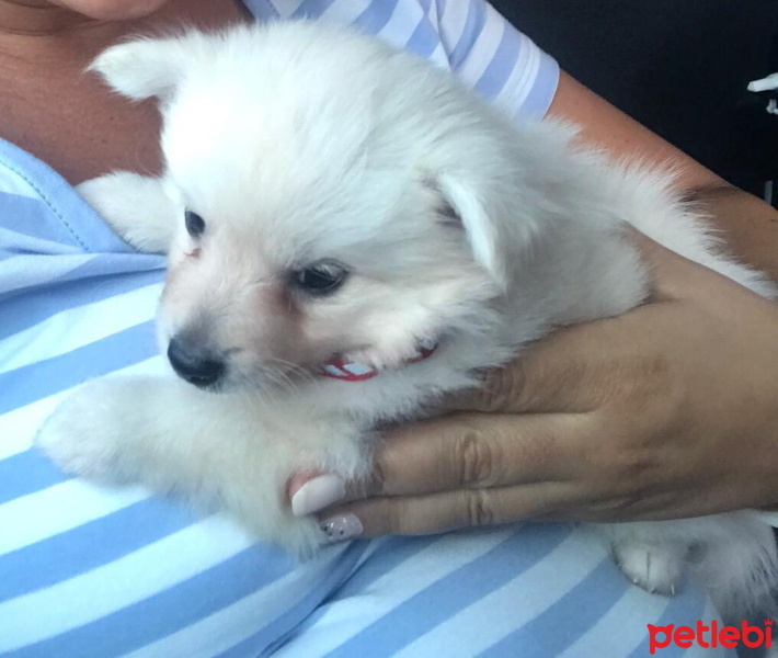 Pomeranyalı, Köpek  Gofret fotoğrafı
