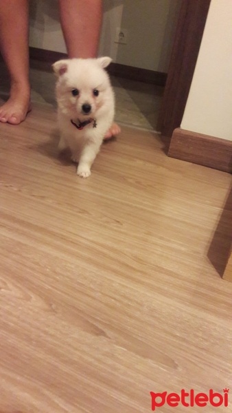 Pomeranyalı, Köpek  Gofret fotoğrafı
