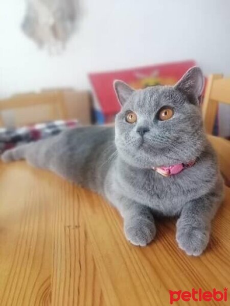 British Shorthair, Kedi  Alice fotoğrafı